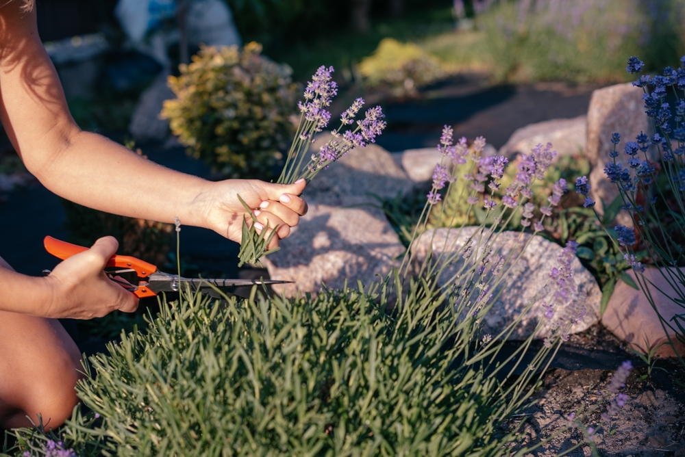 7 Plants That Create a Calming Garden With Subdued Colors