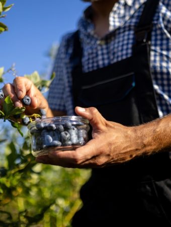 Why Are Your Blueberries Staying Small This Season?