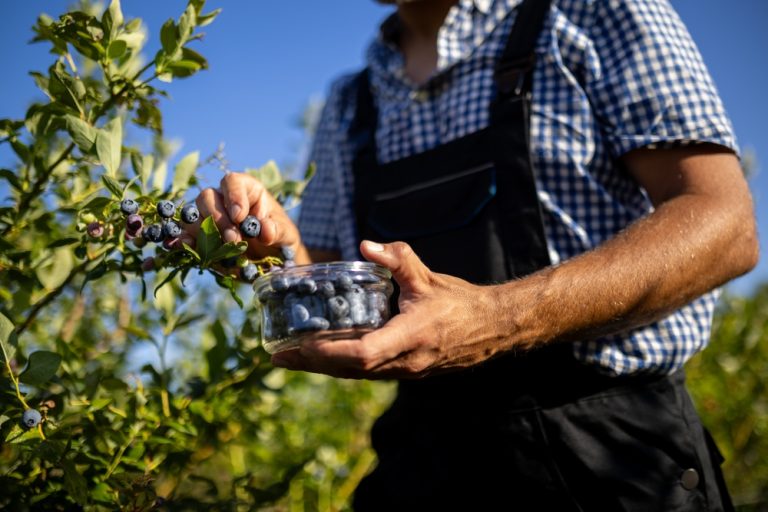 Why Are Your Blueberries Staying Small This Season?