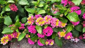 8 Easy Plants That Can Survive Record Heat