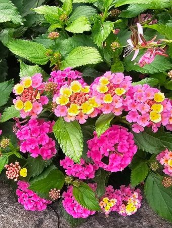 8 Easy Plants That Can Survive Record Heat