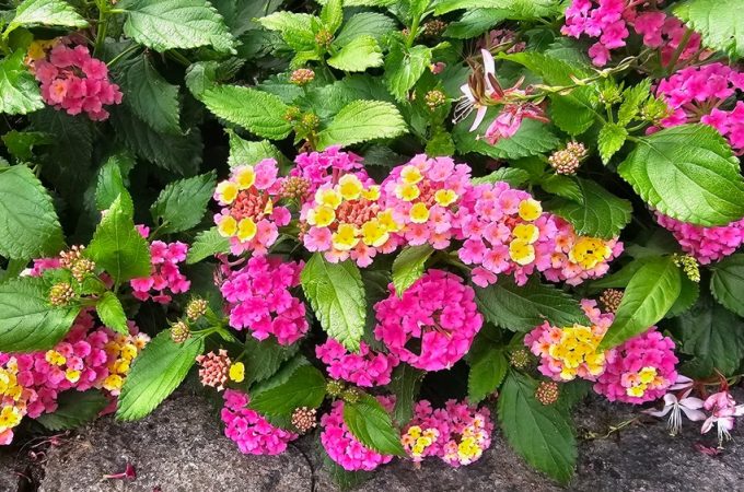 8 Easy Plants That Can Survive Record Heat
