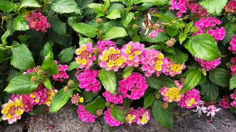 8 Easy Plants That Can Survive Record Heat