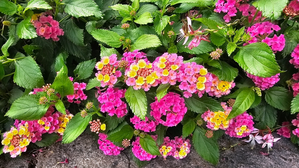 8 Easy Plants That Can Survive Record Heat