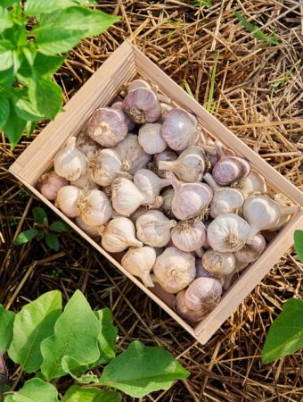 What Should You Do With Garlic Beds After Harvest?