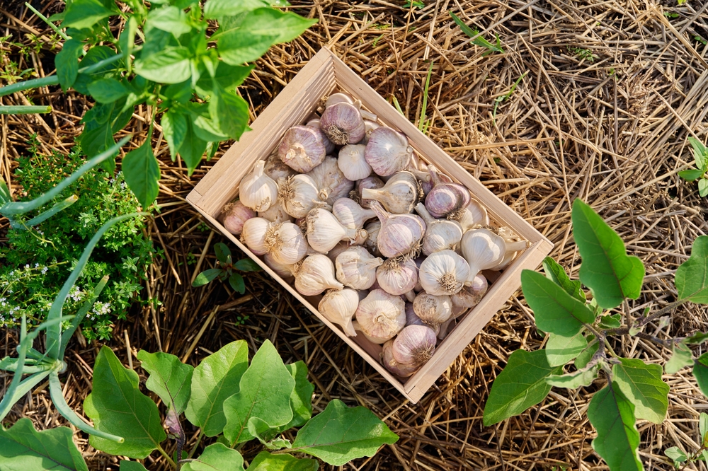 What Should You Do With Garlic Beds After Harvest?