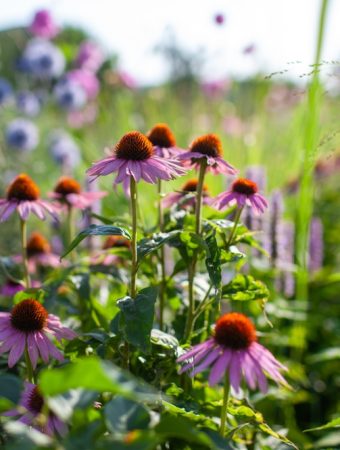 Why Are More Gardeners Letting Seed Heads Stay on Summer Flowers?