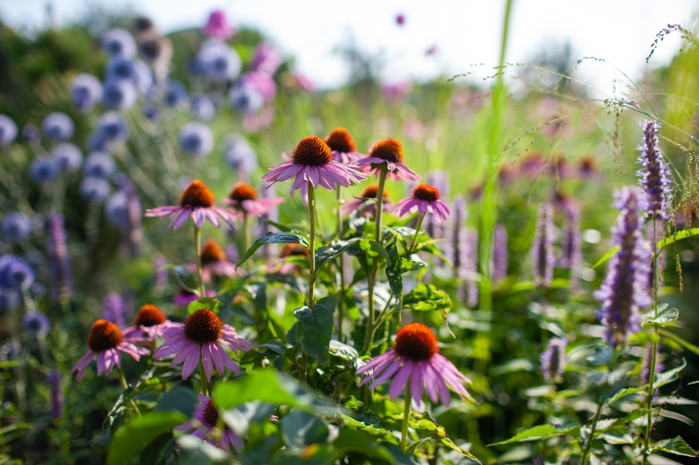 Why Are More Gardeners Letting Seed Heads Stay on Summer Flowers?