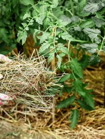Can Reflective Mulch Improve Harvests in Small Vegetable Beds?