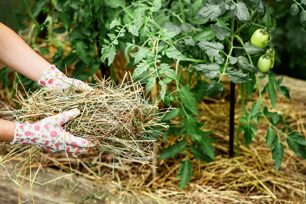 Can Reflective Mulch Improve Harvests in Small Vegetable Beds?