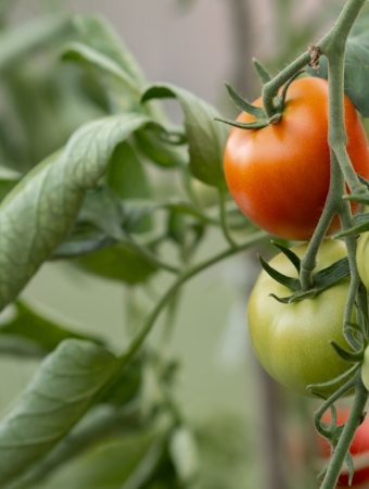 What Should You Do When Tomato Leaves Curl but Stay Green?