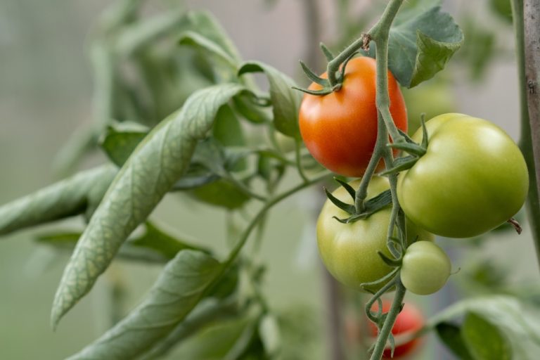What Should You Do When Tomato Leaves Curl but Stay Green?
