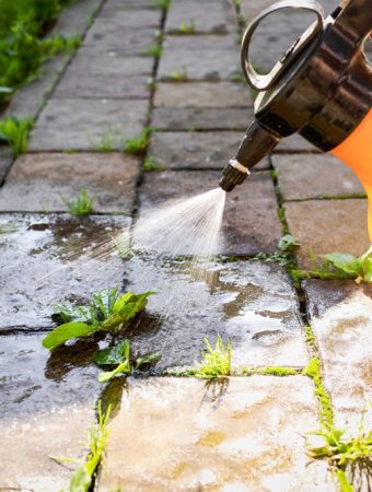 Local Weed Laws Are Changing: Know Which Lawn Alternatives Are Permitted Before You Plant