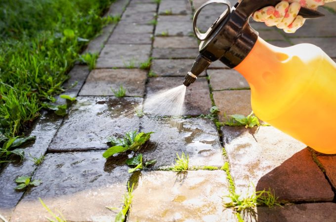 Local Weed Laws Are Changing: Know Which Lawn Alternatives Are Permitted Before You Plant