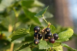 6 Reasons Blackcurrants May Become the Next Backyard Superfruit