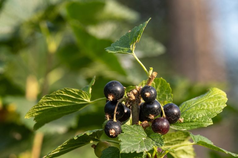 6 Reasons Blackcurrants May Become the Next Backyard Superfruit