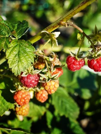 Why Are Your Raspberries Drying Up Before They Ripen?