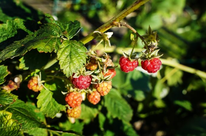 Why Are Your Raspberries Drying Up Before They Ripen?