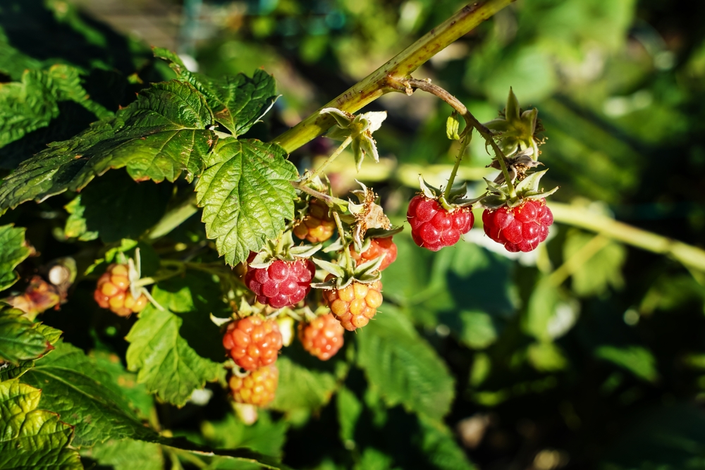 Why Are Your Raspberries Drying Up Before They Ripen?