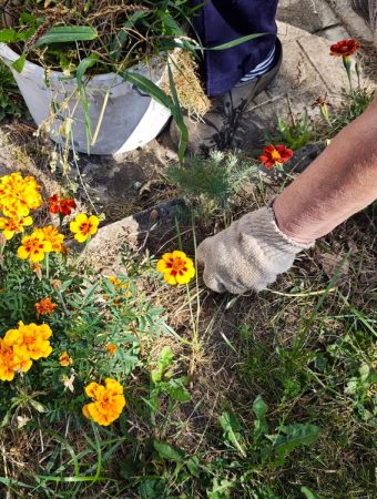 Are Self-Seeding Flowers a Smart Choice for Frugal Gardeners?