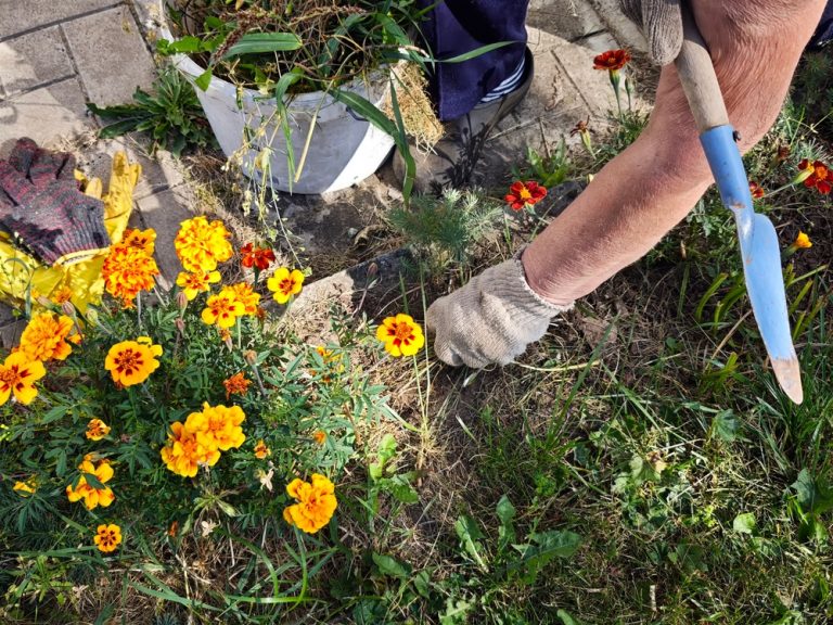 Are Self-Seeding Flowers a Smart Choice for Frugal Gardeners?