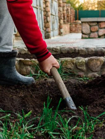 Transform Your Side Yard into a Food Forest: Edible Perennials That Require Little Maintenance