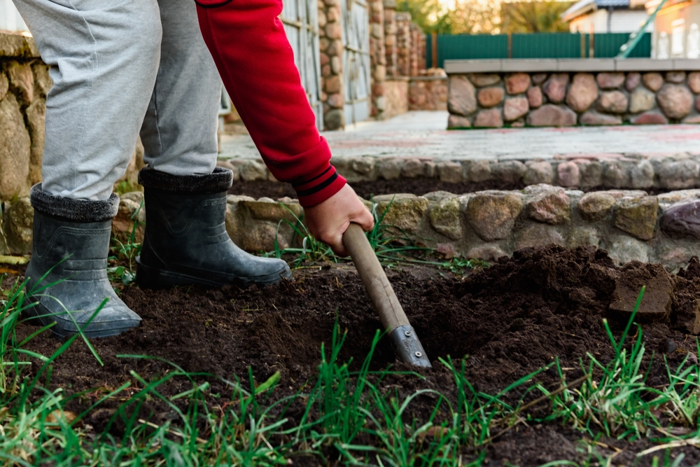 Transform Your Side Yard into a Food Forest: Edible Perennials That Require Little Maintenance