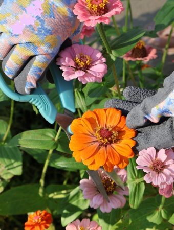 8 Flowers That Keep a Cutting Garden Productive Into Fall