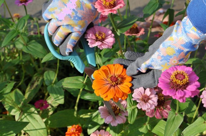 8 Flowers That Keep a Cutting Garden Productive Into Fall