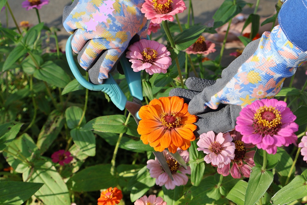 8 Flowers That Keep a Cutting Garden Productive Into Fall