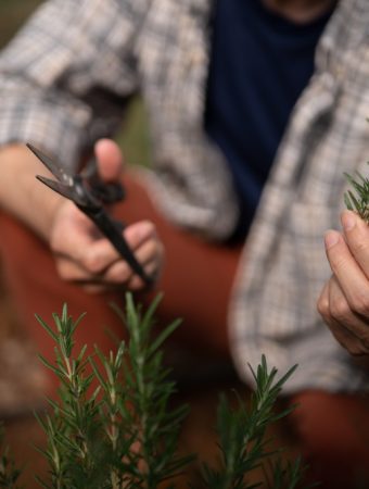 Drought‑Resistant Herbs and Spices: Rosemary, Thyme and Sage Thrive with Minimal Water