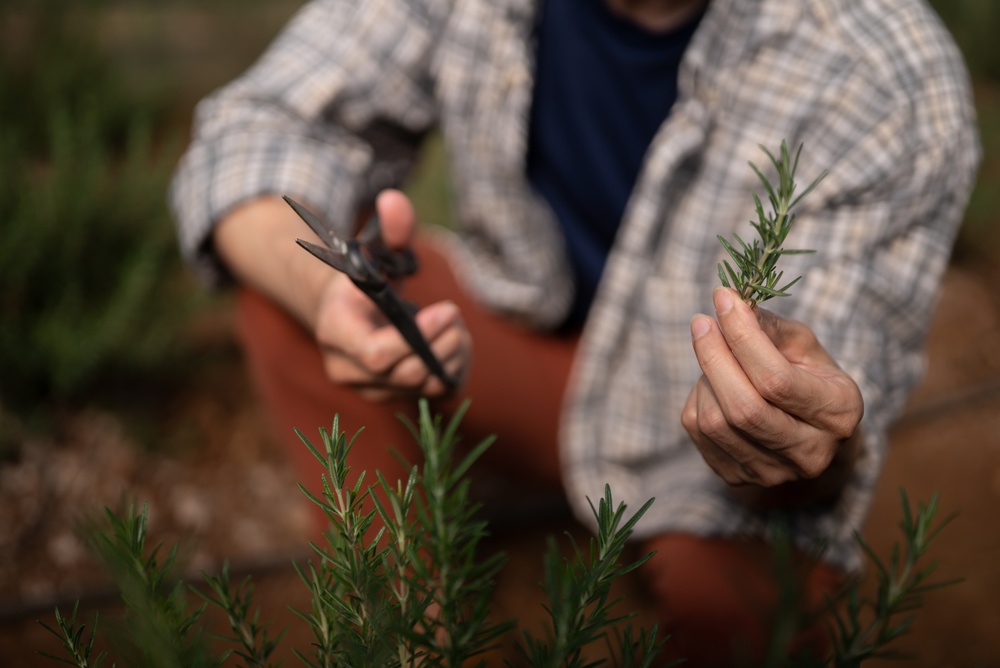 Drought‑Resistant Herbs and Spices: Rosemary, Thyme and Sage Thrive with Minimal Water