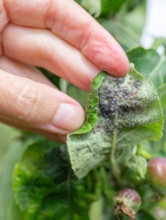 The July Pest Damage Gardeners Mistake for Heat Stress