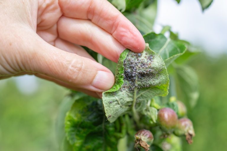 The July Pest Damage Gardeners Mistake for Heat Stress