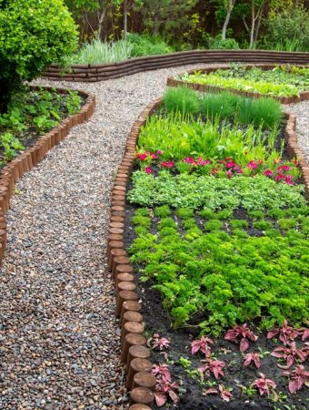 Foraging Gardens: RHS Says Plant Borage, Sorrel and Herbs You Can Eat Straight from the Yard
