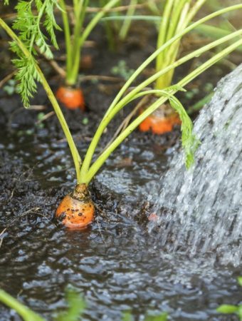 8 Crops to Sow in July for Cooler-Weather Harvests