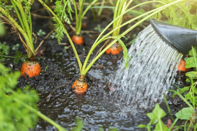 8 Crops to Sow in July for Cooler-Weather Harvests