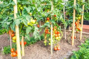 Farm-Level Vegetable Prices Are Up 70.2% Year Over Year—Should You Grow More at Home?
