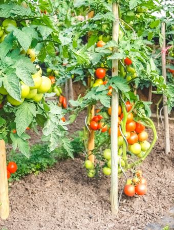 Farm-Level Vegetable Prices Are Up 70.2% Year Over Year—Should You Grow More at Home?