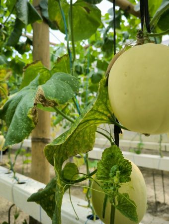 Why Do Some Melons Stop Setting Fruit During the Hottest Weeks?