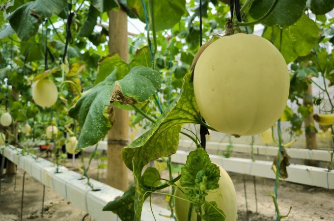Why Do Some Melons Stop Setting Fruit During the Hottest Weeks?