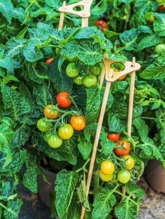 The Crops Worth Planting Now If Grocery Produce Keeps Rising