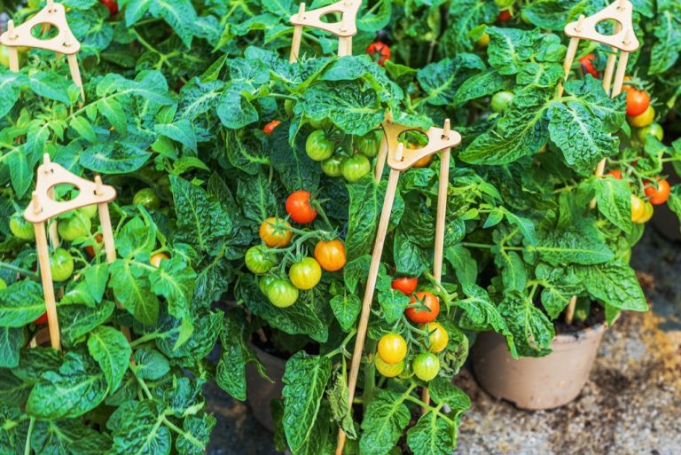 The Crops Worth Planting Now If Grocery Produce Keeps Rising