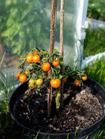 What Should You Do When Potting Soil Pulls Away from the Container?