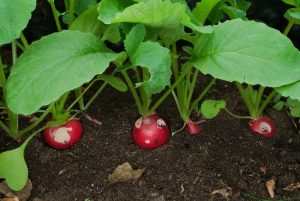5 Vegetables That Can Handle a Shadier Summer Corner