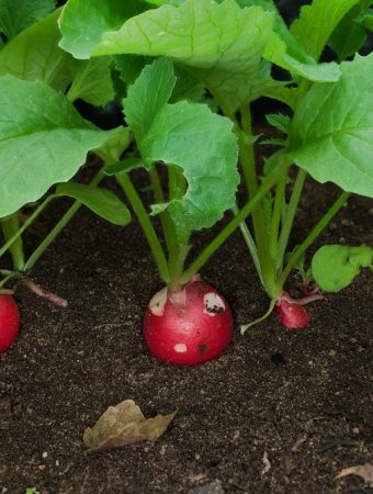 5 Vegetables That Can Handle a Shadier Summer Corner