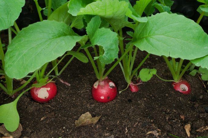 5 Vegetables That Can Handle a Shadier Summer Corner