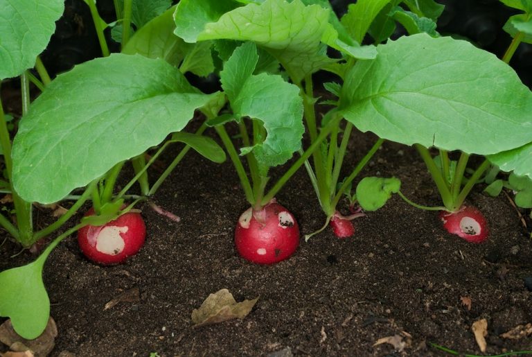 5 Vegetables That Can Handle a Shadier Summer Corner
