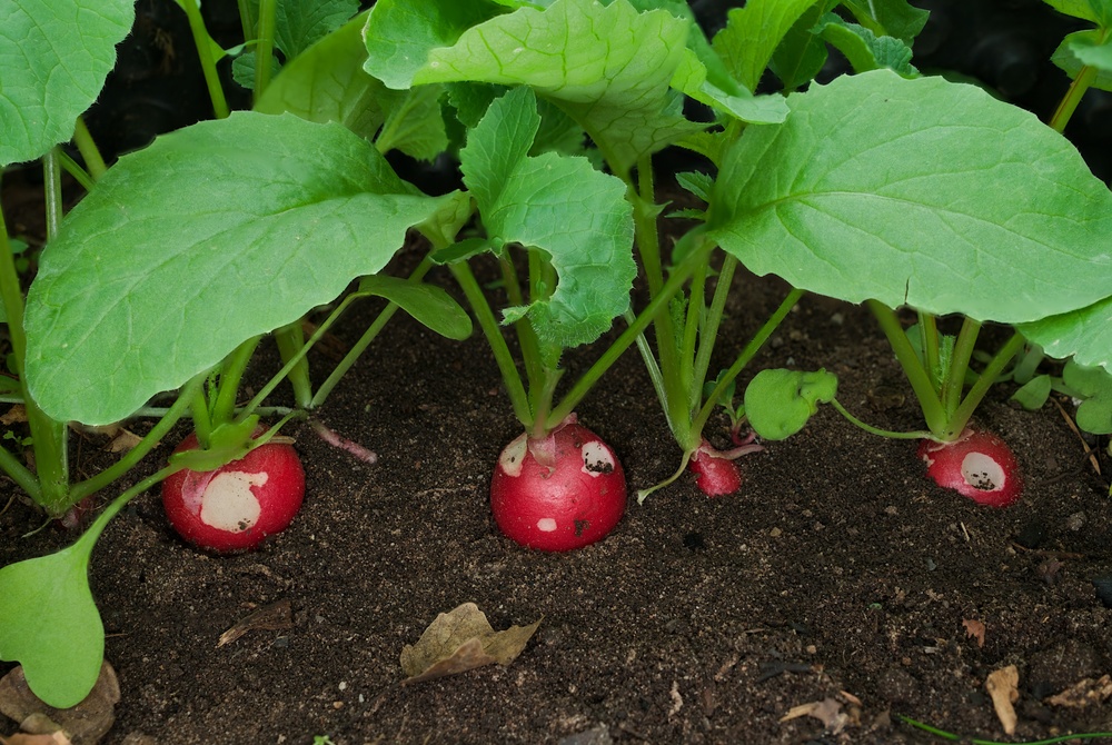 5 Vegetables That Can Handle a Shadier Summer Corner