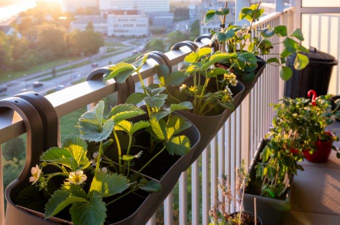 The Best Crops for Windy Balconies and Hot Patios
